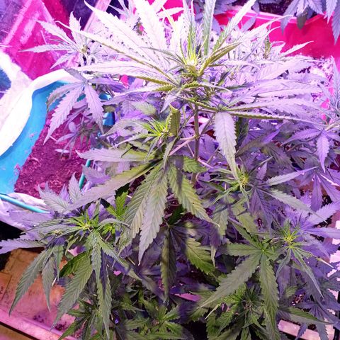 Girl Scout Cookies growlog timeline photo