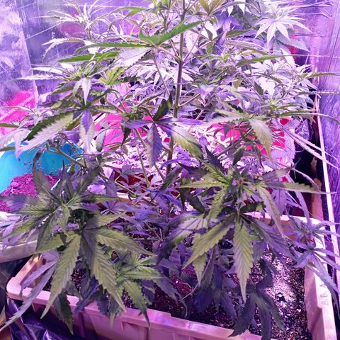 Girl Scout Cookies growlog timeline photo