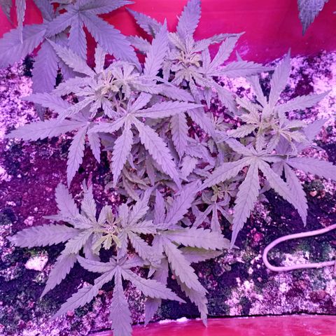 Tangie Auto growlog photo: Le entró una plaga que hizo daño mecánico a los apices retrasando todo su potencial crecimiento
La plaga ha sido controlada, esperemos crezca los suficiente antes de su floración 