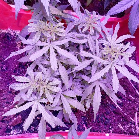 Tangie Auto growlog timeline photo