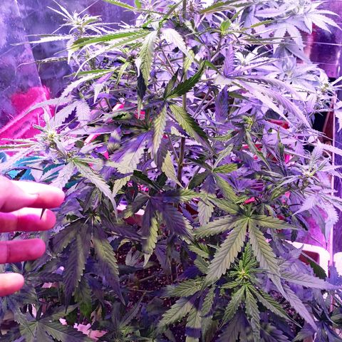 Girl Scout Cookies growlog timeline photo