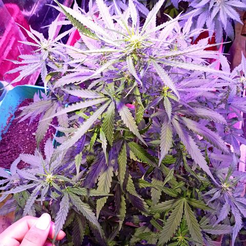 Girl Scout Cookies growlog timeline photo