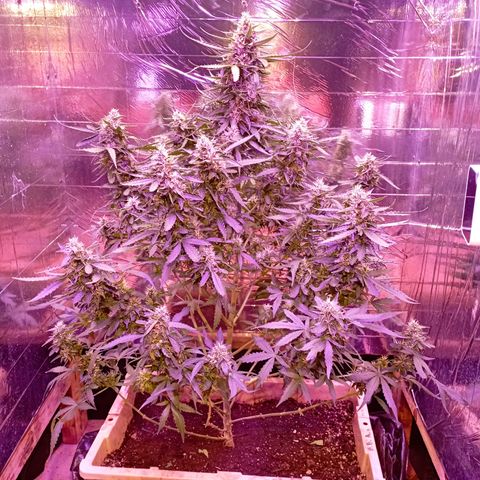 Girl Scout Cookies growlog timeline photo