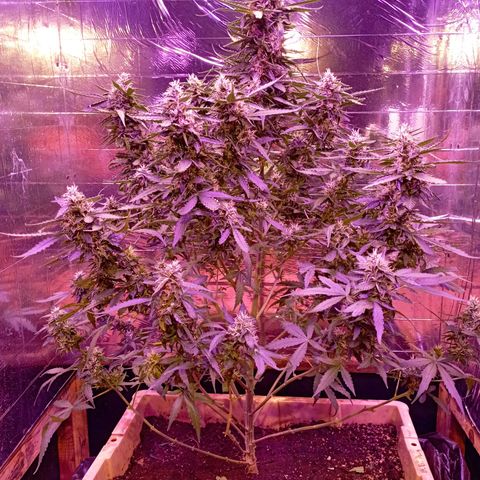 Girl Scout Cookies growlog timeline photo