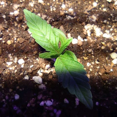Blueberry Auto growlog timeline photo