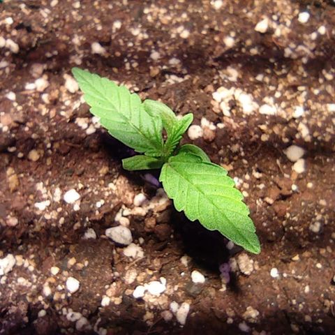 Blueberry Auto growlog timeline photo
