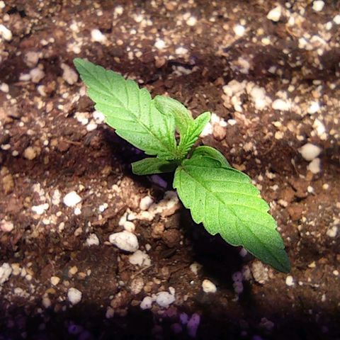 Blueberry Auto growlog timeline photo