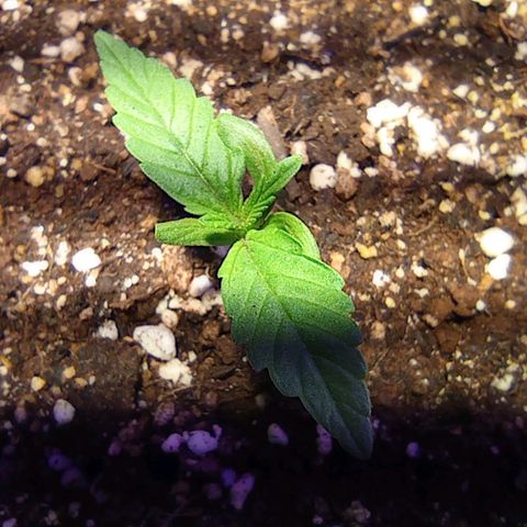 Blueberry Auto growlog timeline photo