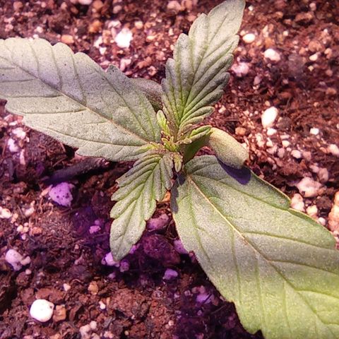 Blueberry Auto growlog timeline photo