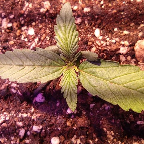 Blueberry Auto growlog timeline photo