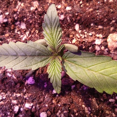 Blueberry Auto growlog timeline photo