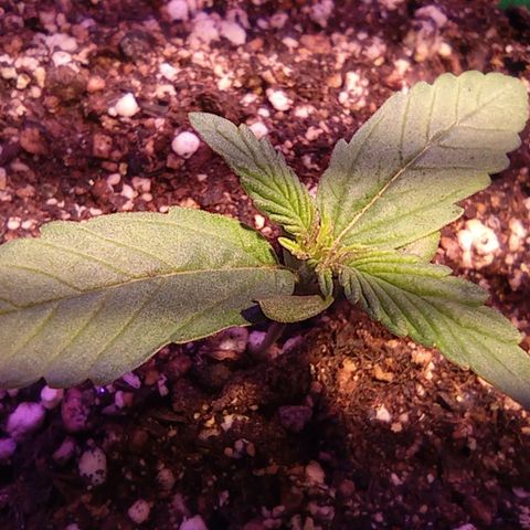 Blueberry Auto growlog timeline photo