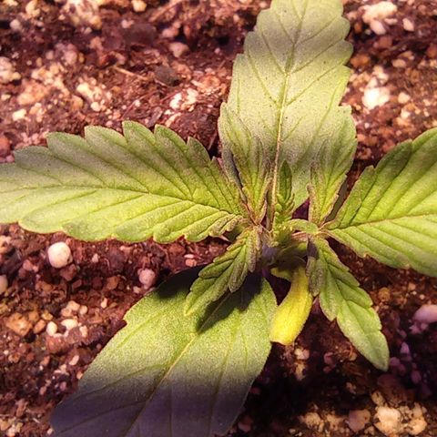 Blueberry Auto growlog timeline photo