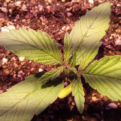 Blueberry Auto growlog timeline photo