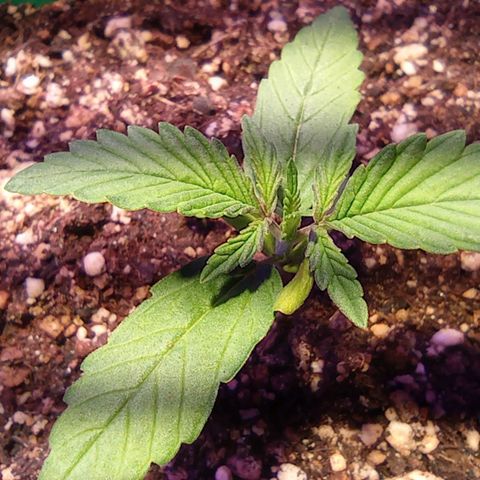 Blueberry Auto growlog timeline photo