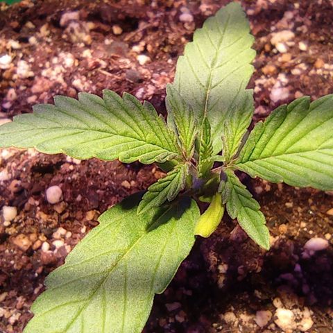 Blueberry Auto growlog timeline photo