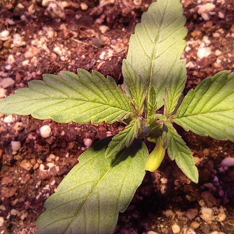 Blueberry Auto growlog timeline photo