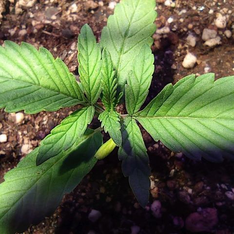 Blueberry Auto growlog timeline photo