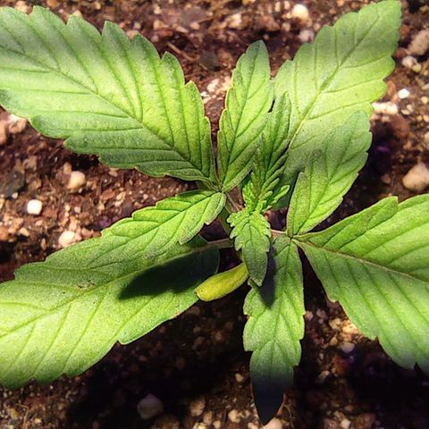 Blueberry Auto growlog timeline photo