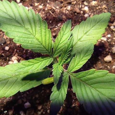 Blueberry Auto growlog timeline photo