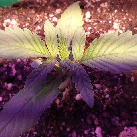 Blueberry Auto growlog timeline photo