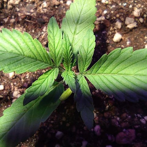 Blueberry Auto growlog timeline photo
