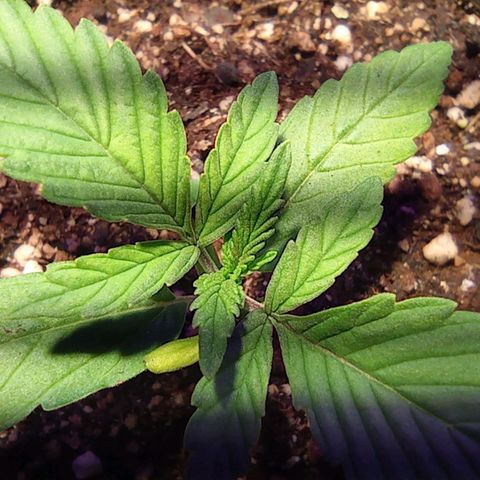 Blueberry Auto growlog timeline photo