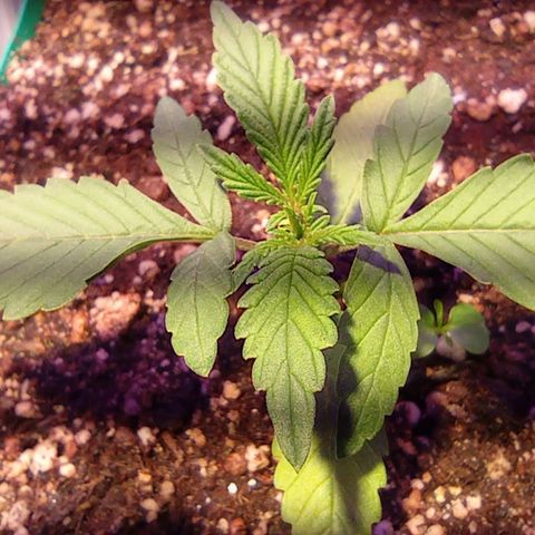 Blueberry Auto growlog timeline photo