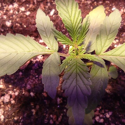 Blueberry Auto growlog timeline photo