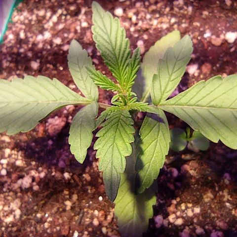 Blueberry Auto growlog timeline photo