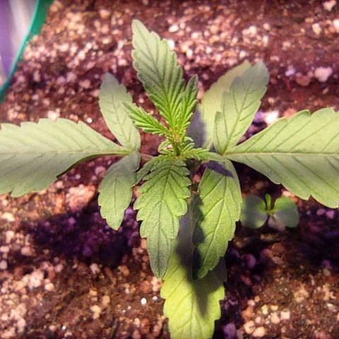 Blueberry Auto growlog timeline photo