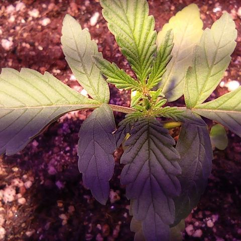 Blueberry Auto growlog timeline photo