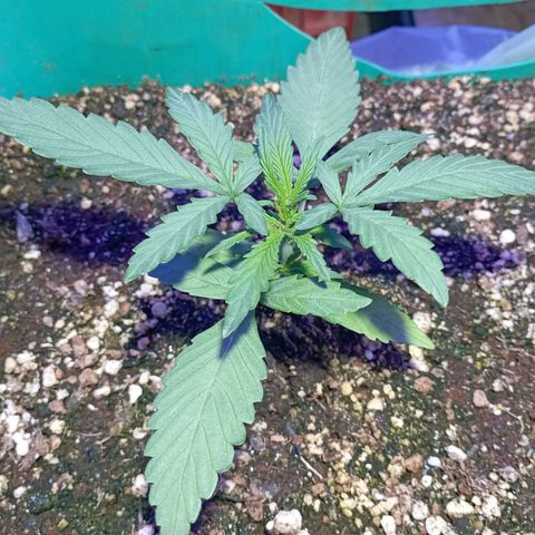 Blueberry Auto growlog timeline photo