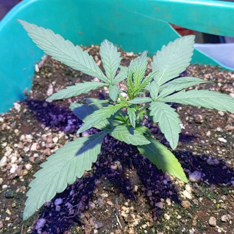 Blueberry Auto growlog timeline photo