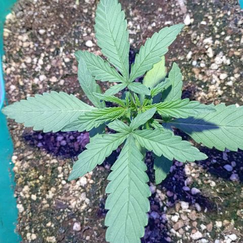 Blueberry Auto growlog timeline photo
