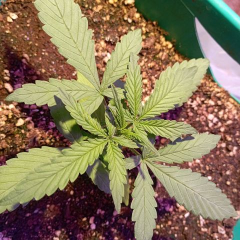 Blueberry Auto growlog timeline photo