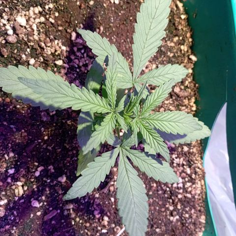 Blueberry Auto growlog timeline photo