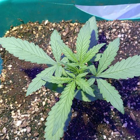 Blueberry Auto growlog timeline photo