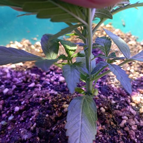 Blueberry Auto growlog timeline photo