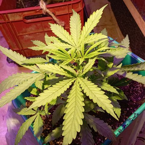 Blueberry Auto growlog timeline photo