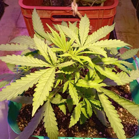 Blueberry Auto growlog timeline photo
