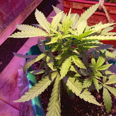 Blueberry Auto growlog timeline photo