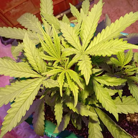 Blueberry Auto growlog timeline photo