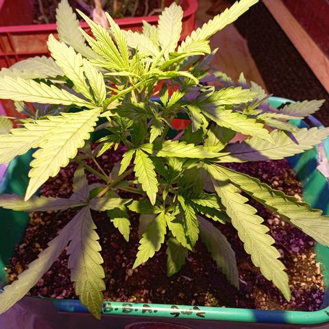 Blueberry Auto growlog timeline photo