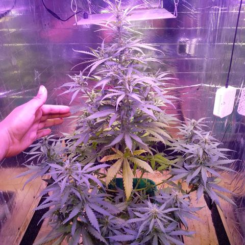 Blueberry Auto growlog timeline photo