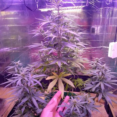 Blueberry Auto growlog timeline photo