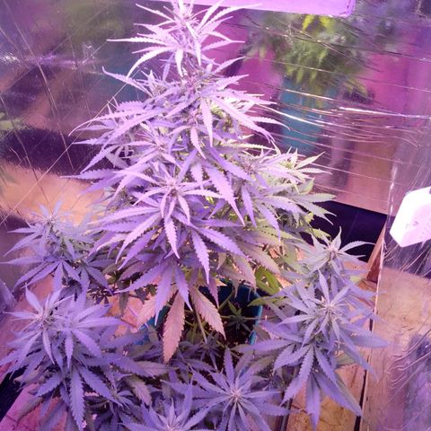 Blueberry Auto growlog timeline photo