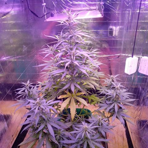Blueberry Auto growlog timeline photo
