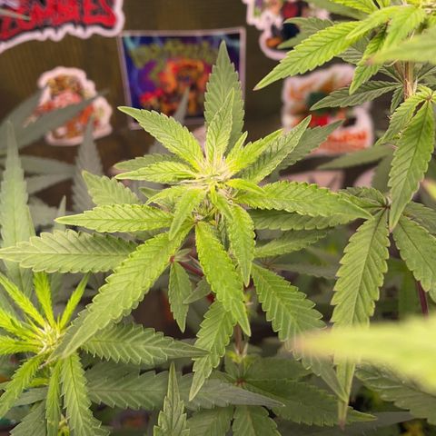 Jack Herer growlog timeline photo