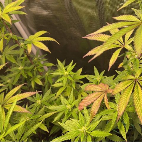 Jack Herer growlog timeline photo